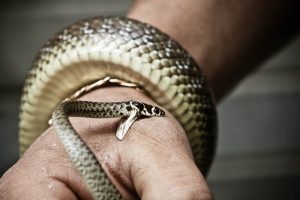 Sognare il serpente che morde la mano