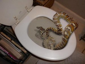 serpente nel water